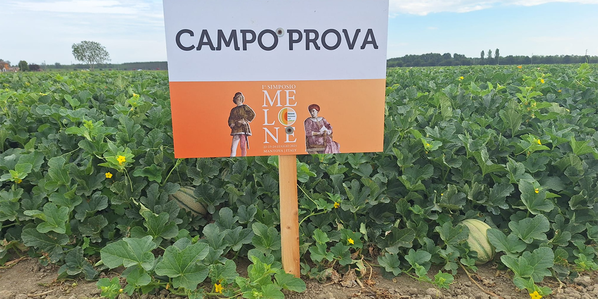 Melone Mantovano IGP: tre giorni tra campo e ricerca per il melone del futuro